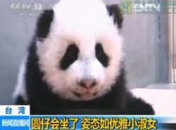 大熊猫圆仔会坐了 姿态如优雅小淑女（视频）