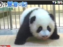 赠台大熊猫圆仔扭屁股学走路 被称“好奇宝宝”