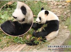 “美餐”的正确食用方式