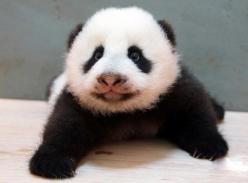 大陆赠台大熊猫宝宝正式获名“圆仔”