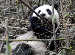 下月6日 卧龙大熊猫“张想”将放归野外
