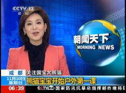 关注国宝大熊猫 熊猫宝宝开始户外第一课（视频）