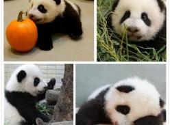 大熊猫圆仔爱爬树累翻 趴水盆里呼呼大睡