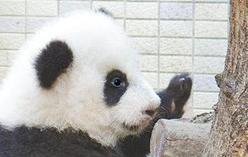 台北大熊猫宝宝学会爬树 小肥腿攀上栖架