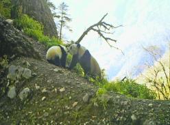 四川:野生熊猫宝宝欲用红外相机“自拍” 被母亲叼走