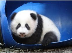 台北大熊猫宝宝“圆仔”玩具多 最爱滚床