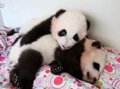 美奂不让美仑睡觉(视频)