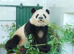 大熊猫“亮亮”15日返回合肥见客