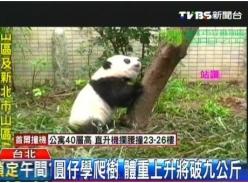 大陆赠台熊猫幼崽将逾9公斤 学爬树场面逗趣