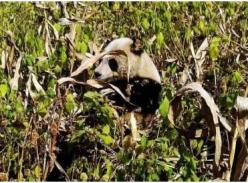 野生大熊猫玉米地觅食 萌呆眼神笑坏拍摄者