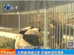 大熊猫津城过冬 环境舒适吃得多
