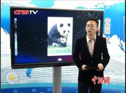 台北熊猫圆圆母女 逍遥度生活