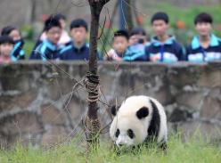 都江堰大熊猫救护与疾病防控中心首次开展公众教育活动