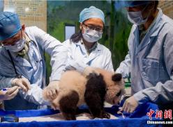 广东首只本土出生熊猫宝宝满120日 首公开与市民见面
