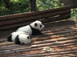 国宝也爱日光浴