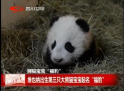 维也纳出生第三只大熊猫宝宝起名福豹