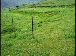 四川凉山造林5千亩 减排又为大熊猫安家