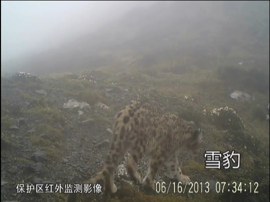 雪豹.jpg