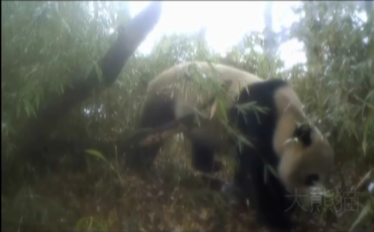 大熊猫 红外线拍摄.jpg