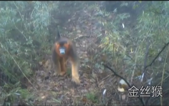 金丝猴红外线2.jpg