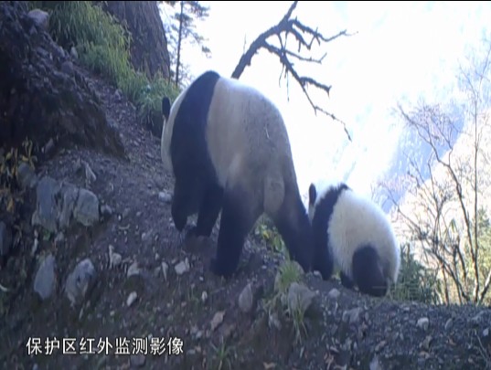 熊猫2.jpg