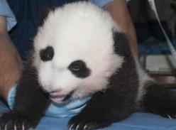 美华盛顿动物园新生小熊猫满百天 获名“宝宝”