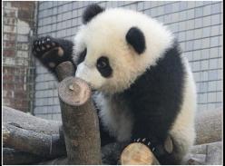 熊猫宝宝“圆仔”超调皮 化身“蜘蛛熊”爬铁网