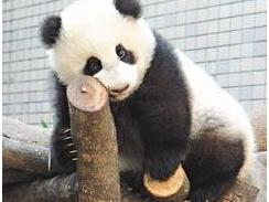 赠台大熊猫“圆圆”明年不受孕 专心带“圆仔”