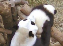 赠台熊猫幼仔做健康检查 过程不易结果正常