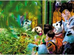 广东首只熊猫宝宝与游客见面啦！