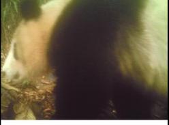 大熊猫为啥来老君山 认祖归宗小住三月