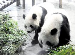 熊猫姐妹驾到 窝头竹叶伺候