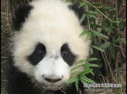 Panda:I have a dream！