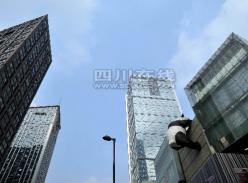 “大熊猫”爬进城市森林 在红星路步行街“打望”成都