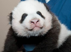 华盛顿动物园熊猫幼仔“宝宝”下月将见客