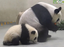 大熊猫“圆仔”健康成长受关注