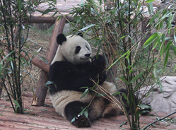 大熊猫最爱的竹子有哪些？