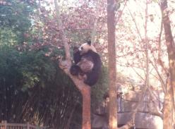 爬树高手---大熊猫