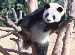 杭州“功夫”熊猫“自挂东南枝”睡姿销魂