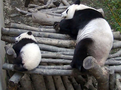 赠台大熊猫幼仔6日见客 台北规划交通应对人潮