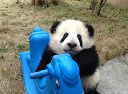 13班亮相趴 2014马上有滚滚