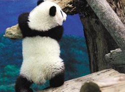 台北大熊猫“圆仔”受欢迎 台方盼其长留台湾