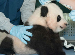 美国动物园可爱大熊猫幼崽将公开亮相吸睛