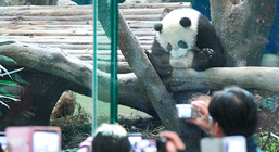 大熊猫宝宝圆仔展现明星气势 跟游客打招呼