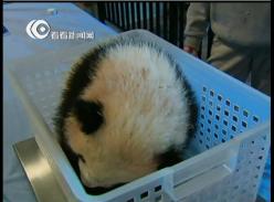 美国大熊猫幼仔“宝宝”例行体检 为见公众热身