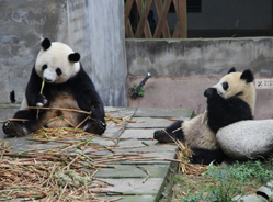 图说熊猫“吃相”