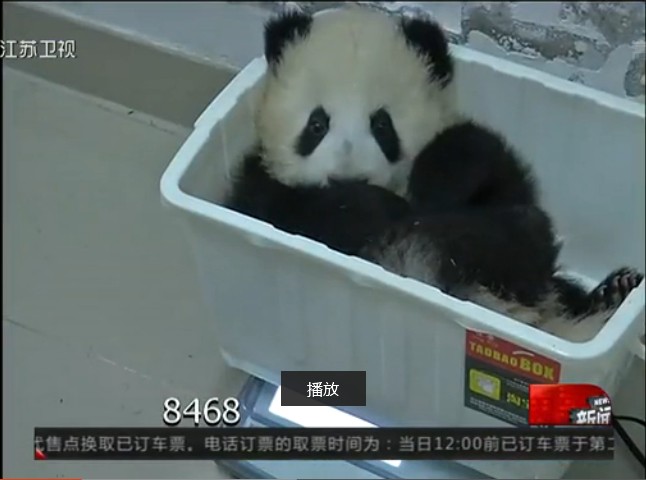 零点后的中国：大熊猫的“夜生活”