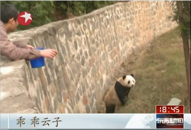 大熊猫云子回到家乡努力适应新环境