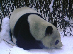 四川一保护区拍到野生大熊猫