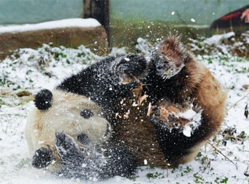 昆明降下2014年首场雪 大熊猫雪地秀“功夫”